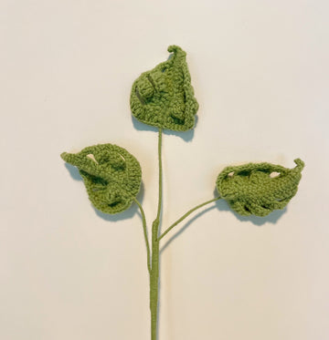 Small Monstera adansonii Schott