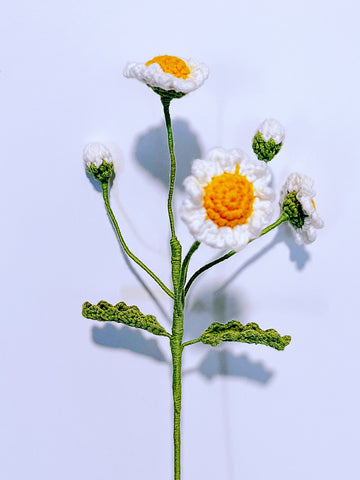 Little Daisy