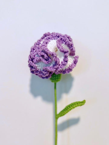 Carnation