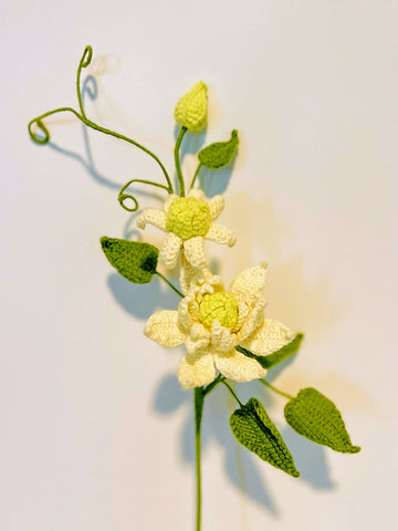 Clematis