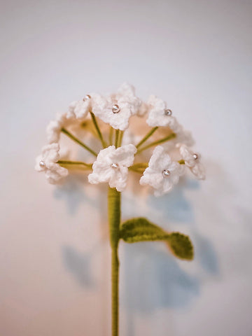 Big Size Of Forget-Me-Not