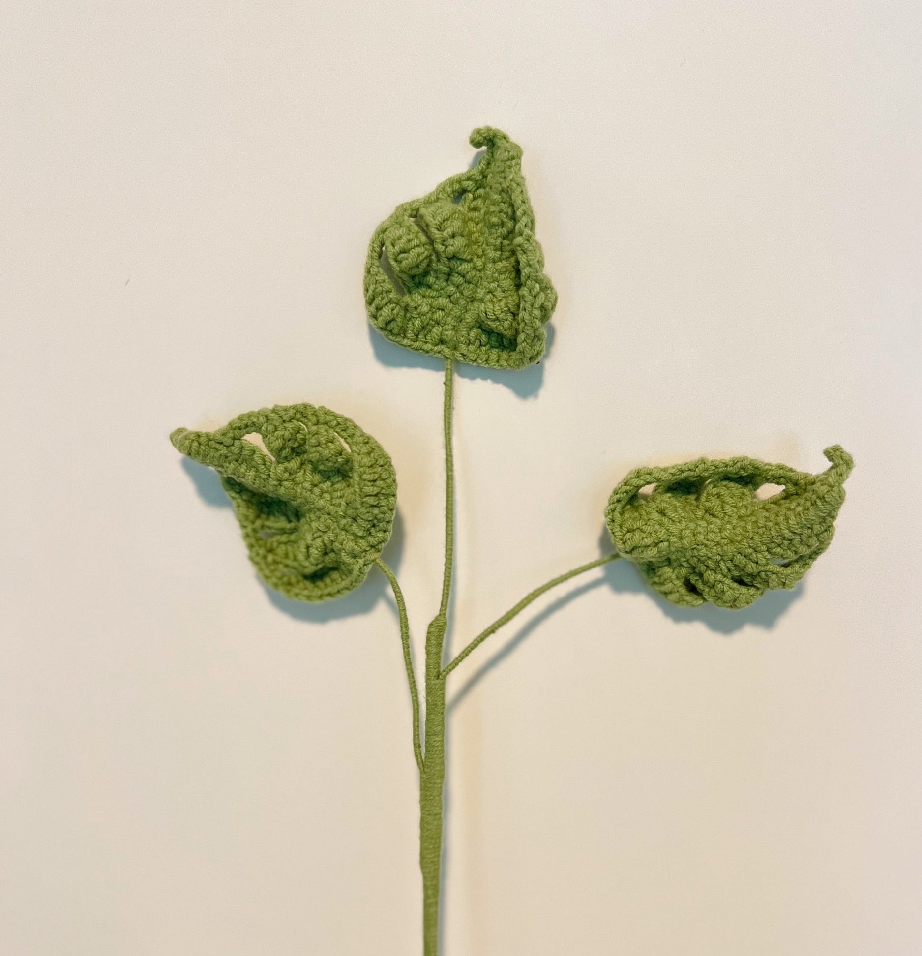 Small Monstera adansonii Schott