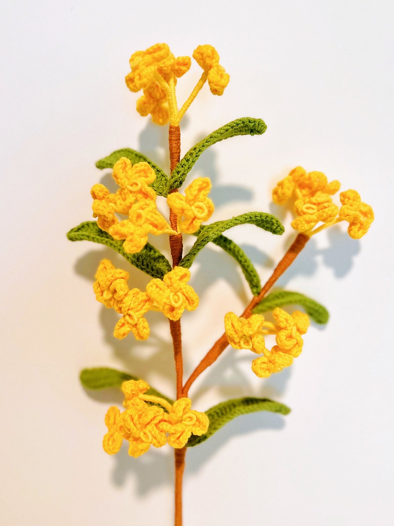 Fragrans