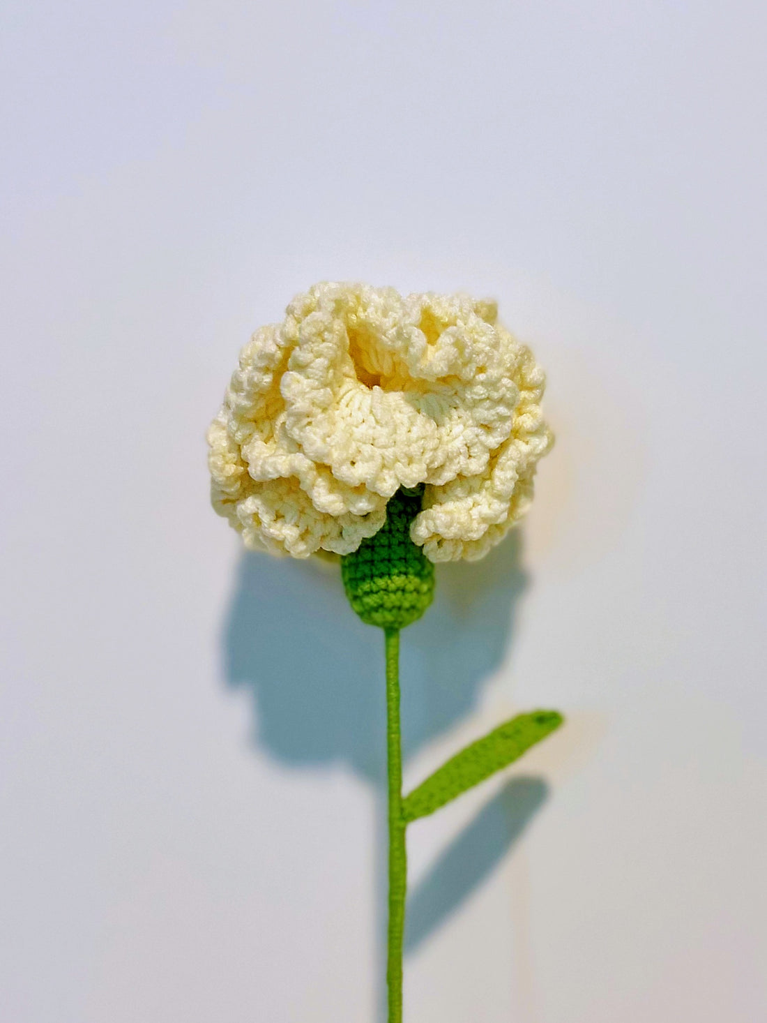 Carnation