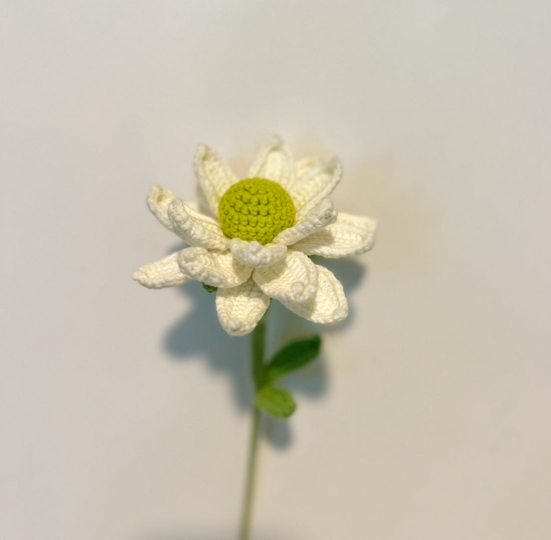 Lavender Chrysanthemum