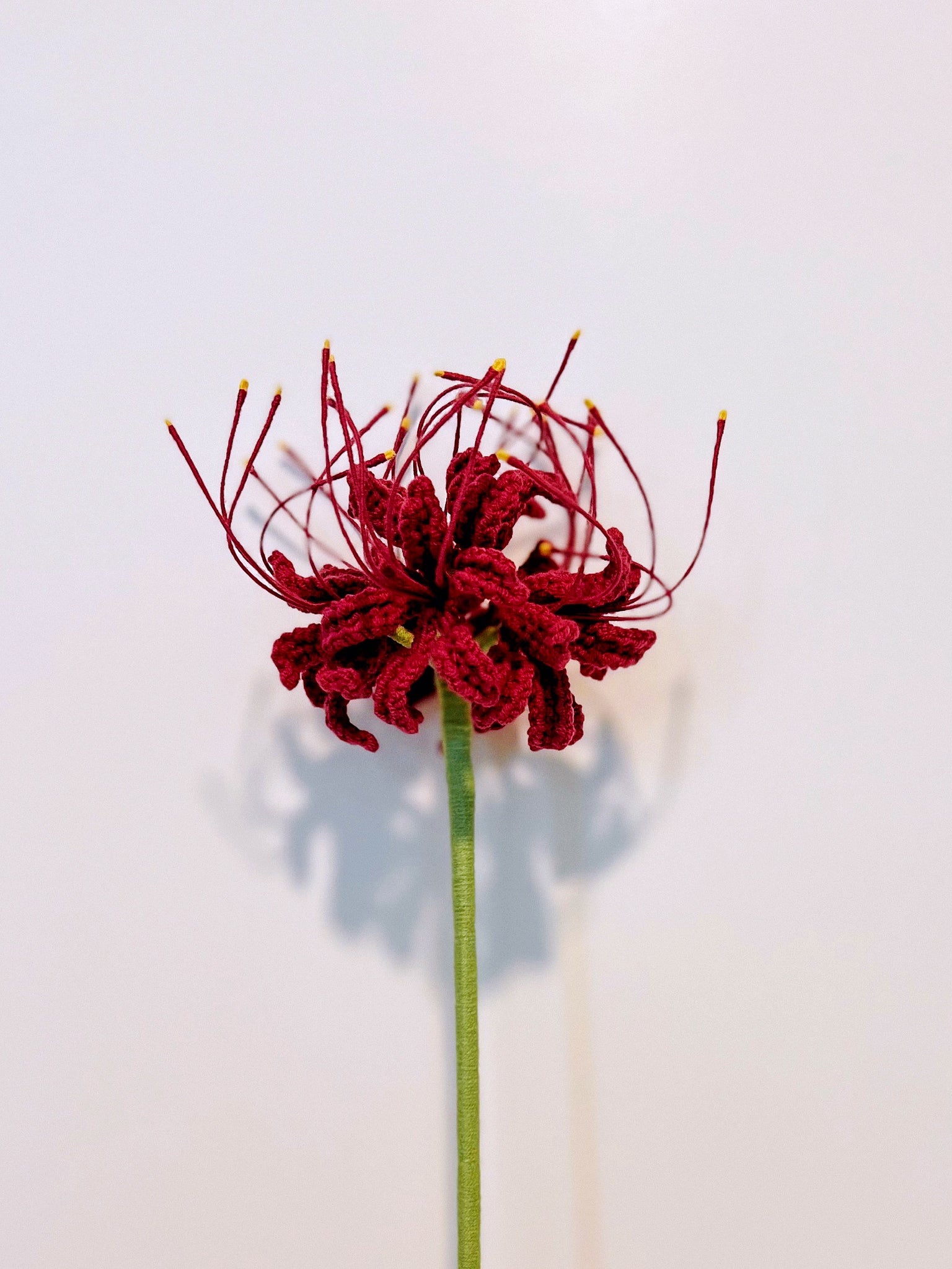 Red Spider Lily