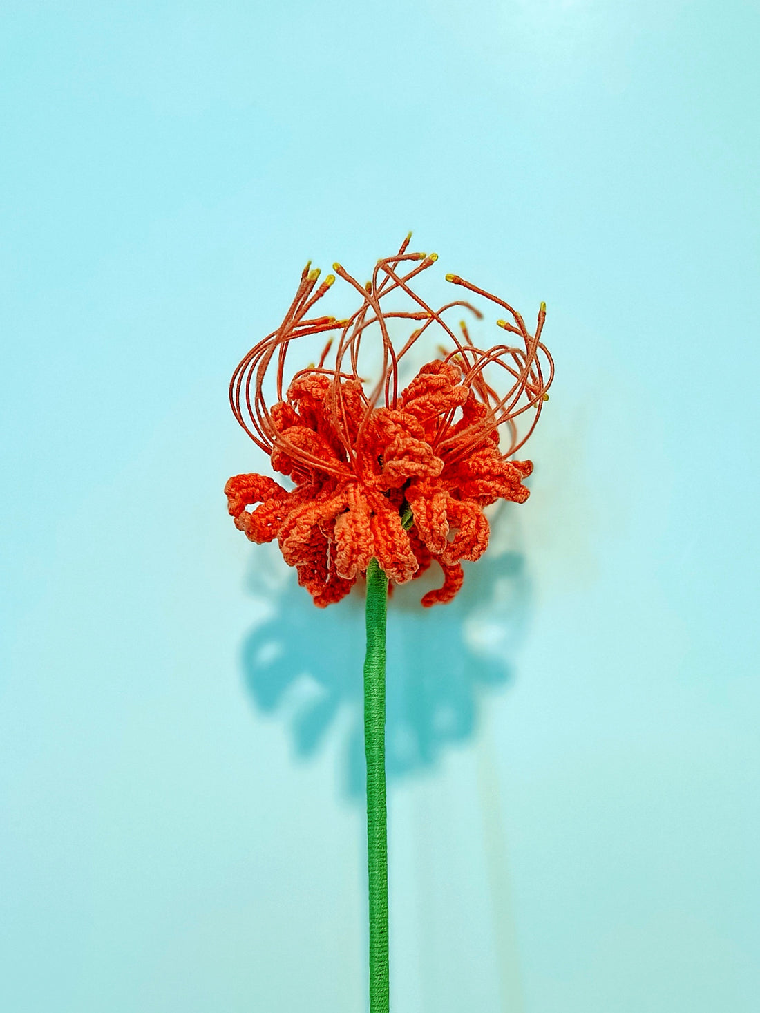 Red Spider Lily