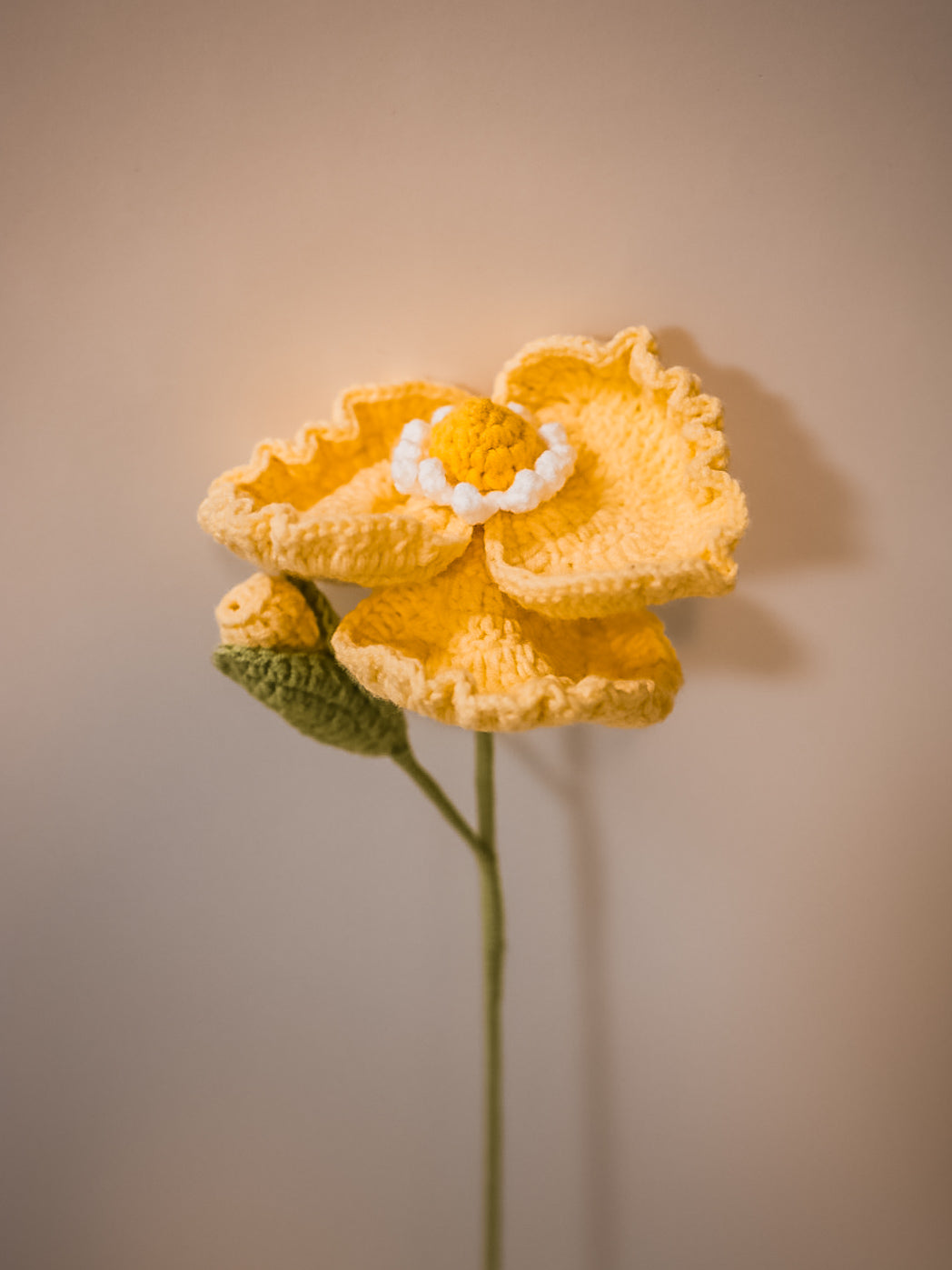 Corn Poppy with a bud