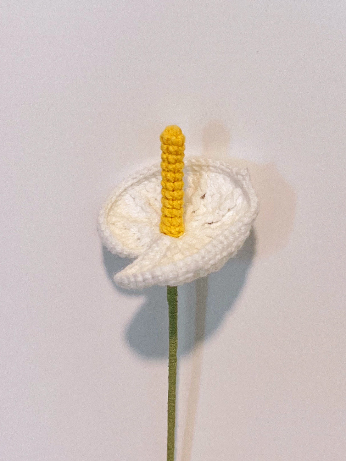 Big Calla Lily