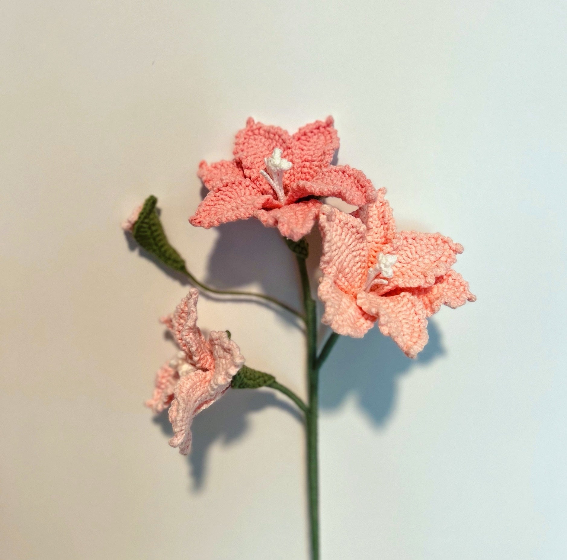 Multi-headed Montbretia
