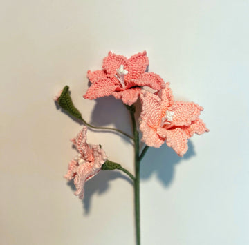 Multi-headed Montbretia
